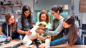 Tika, a terrier mix, fell 10 feet from a ledge, sustaining injuries that forced veterinary doctors to amputate her front left leg up to the shoulder. In an effort to keep the dog in prime physical condition for as long as possible, her owner reached out to the University of Delaware’s Orthotics and Prosthetics Club.